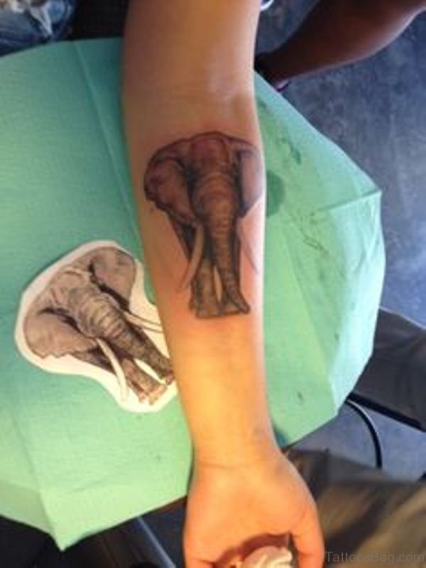 Nice Elephant Tattoo On Forearm