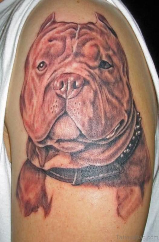 Amazing brown Bull Dog Tattoo