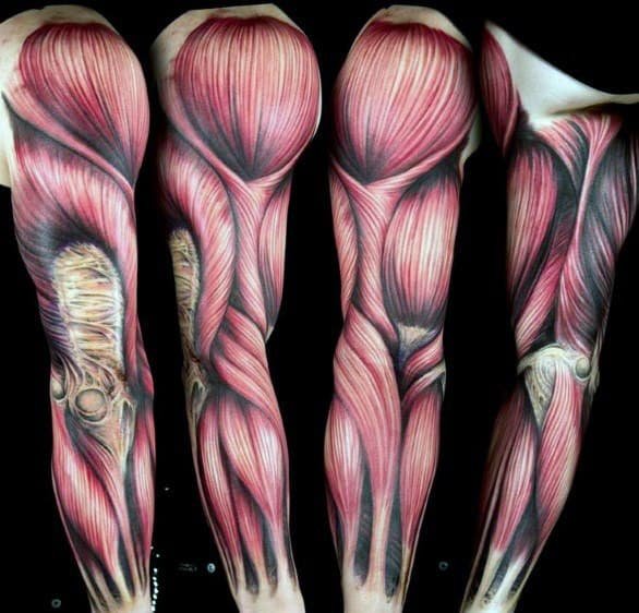 Manly Anatomical Tattoos For Males